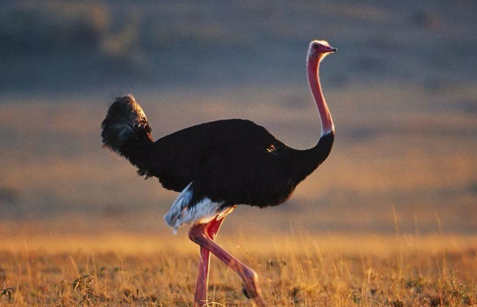 蚂蚁庄园3月13日:以下哪种鸟类只有两个脚趾