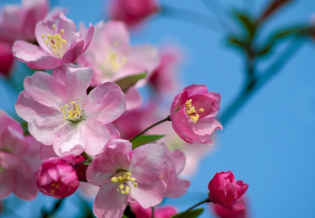 蚂蚁庄园3月20日:春分是踏青的好时节此时正值以下哪种花卉绽放