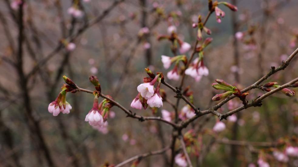 广西发现一植物新物种——全州樱花