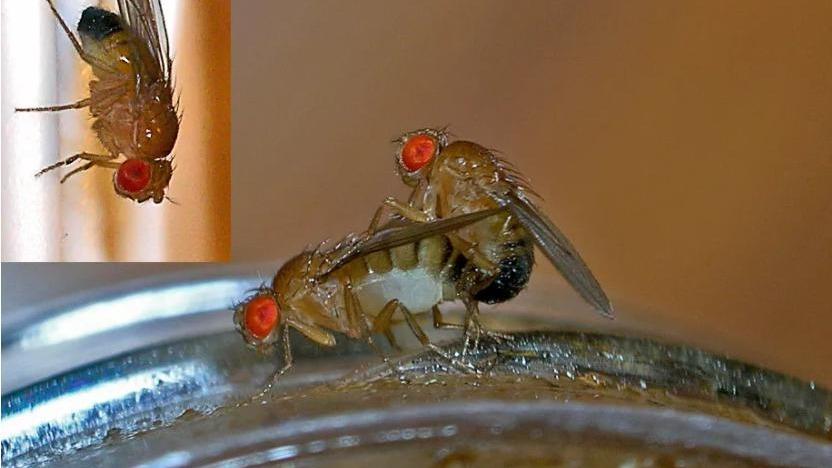 人工神经网络准确预测雄性果蝇求偶行为