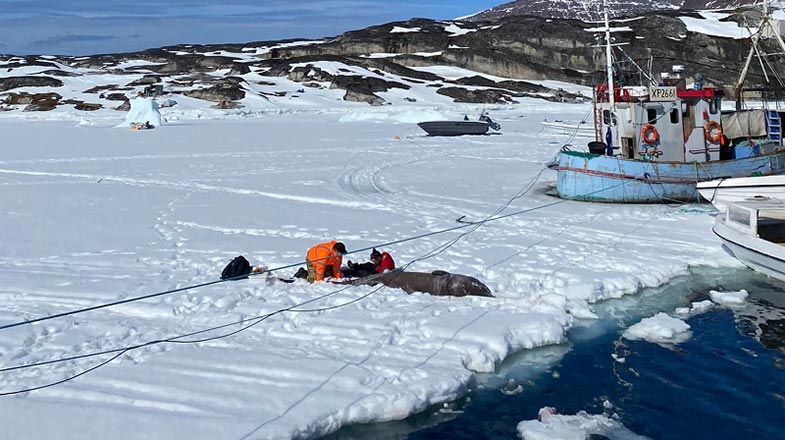 格陵兰睡鲨长寿之谜揭示